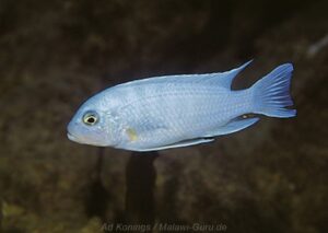 Metriaclima nkhunguense Arten